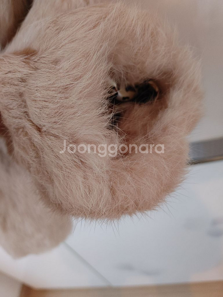 토끼털후드코트 /55-66--6