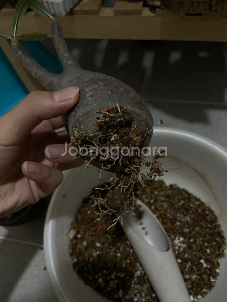 파키포디움 그락실리우스--1