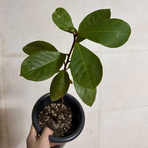 Terminalia catappa 알몬드 나무