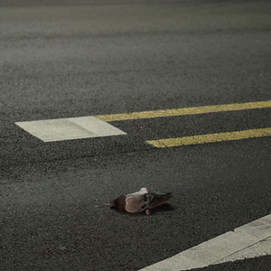 크루심,pcx,nmax 150에삽니다 125