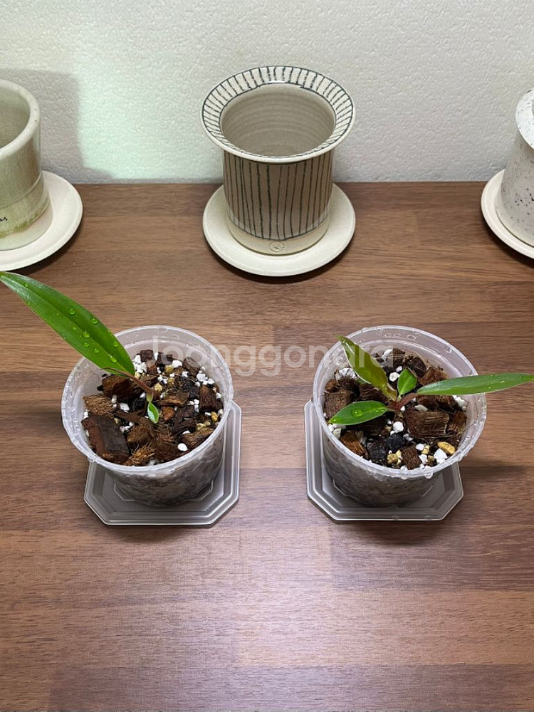 필로덴드론 카라멜마블 유묘--0