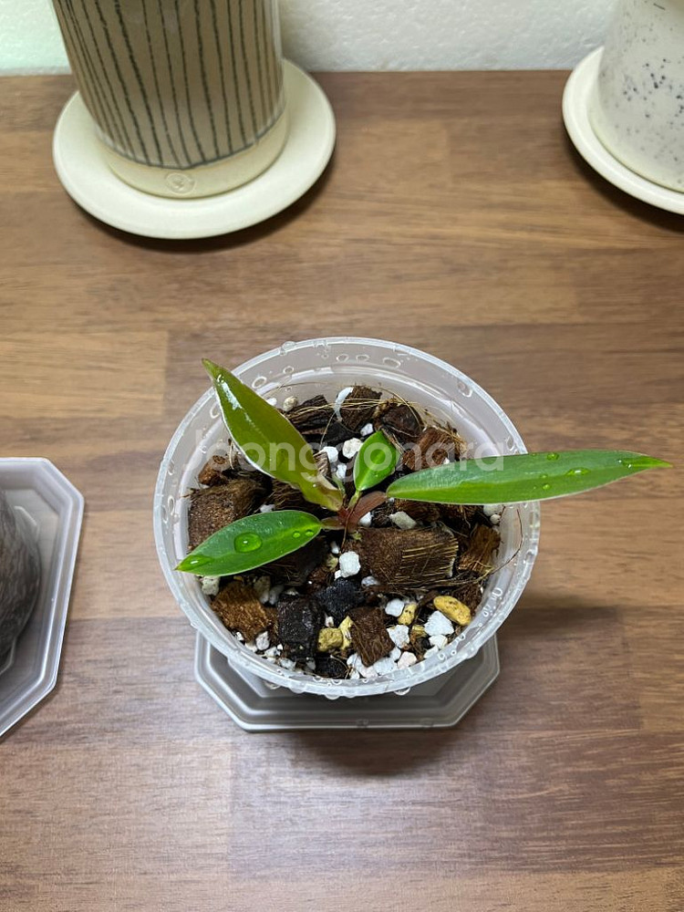 필로덴드론 카라멜마블 유묘--2