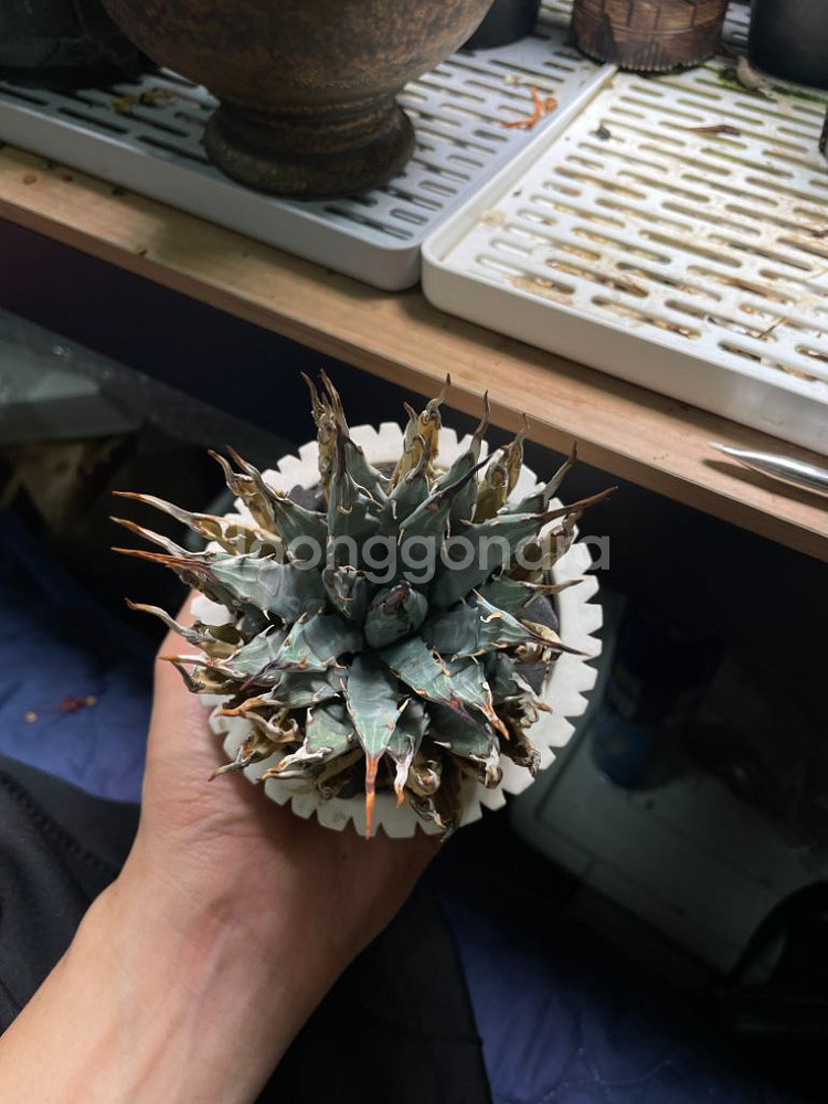 아가베 우타헨시스--1