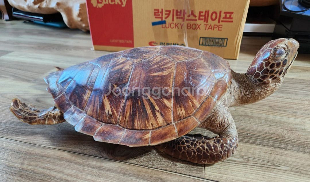 거북이 박제품 판매--1