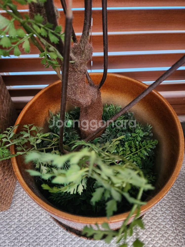 이쁜조화 조화식물--2