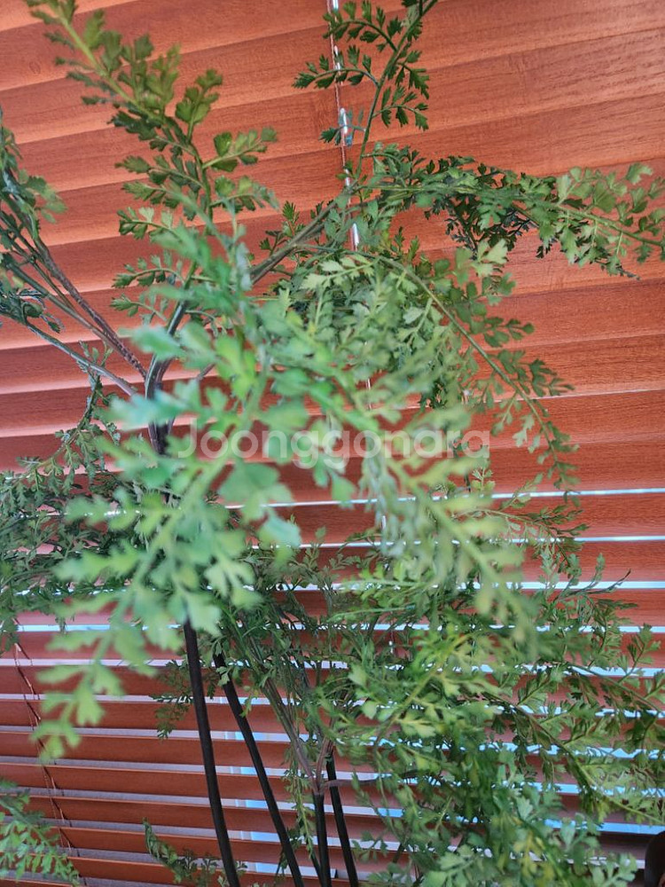 이쁜조화 조화식물--5