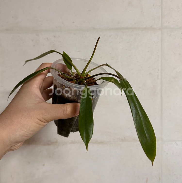 필로덴드론 상티(샹티)--1