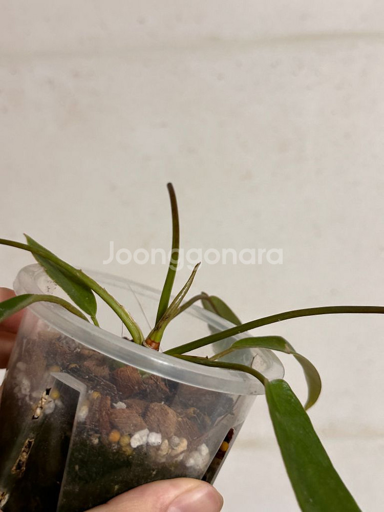 필로덴드론 상티(샹티)--2