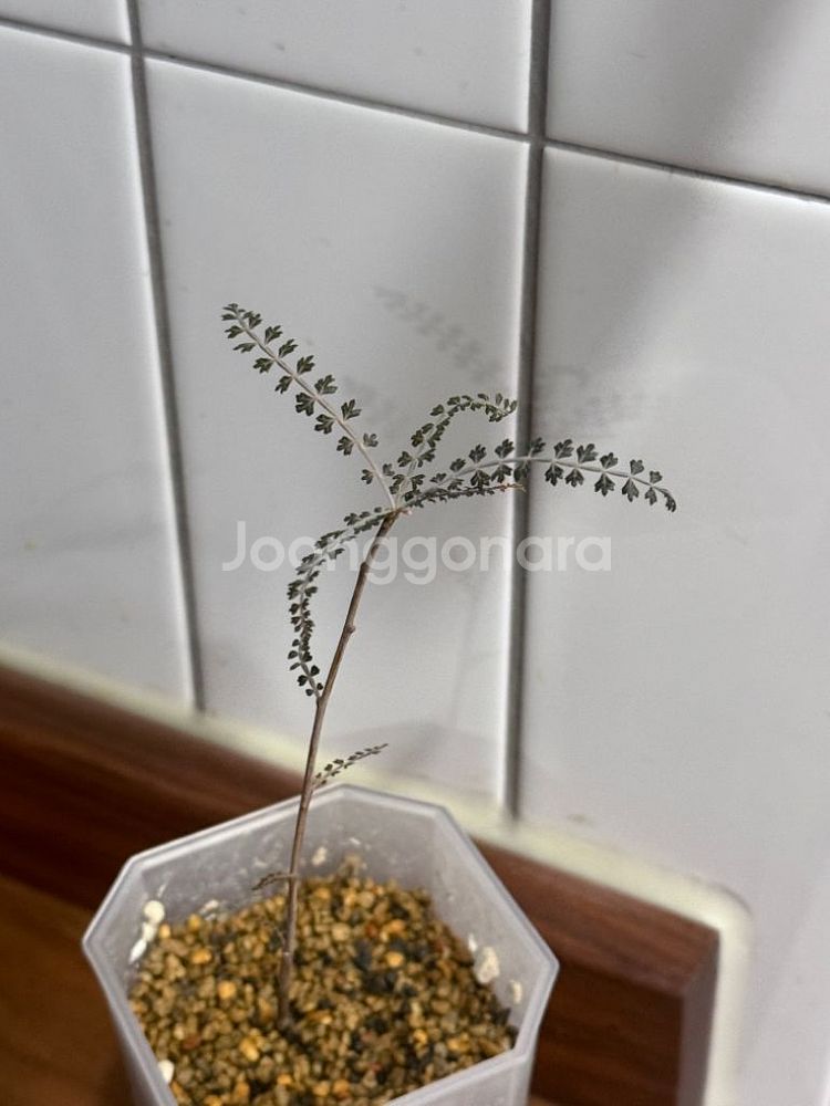 아프리카식물 소코트라나 다크--1