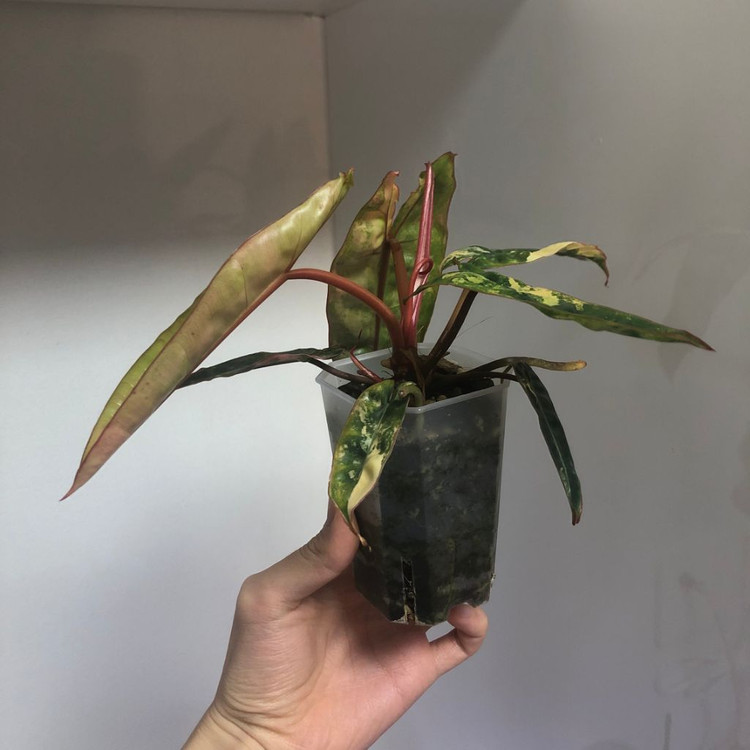 필로덴드론 빌리에티에 바리에가타--1