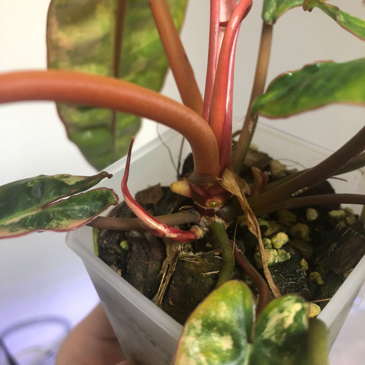 필로덴드론 빌리에티에 바리에가타--3