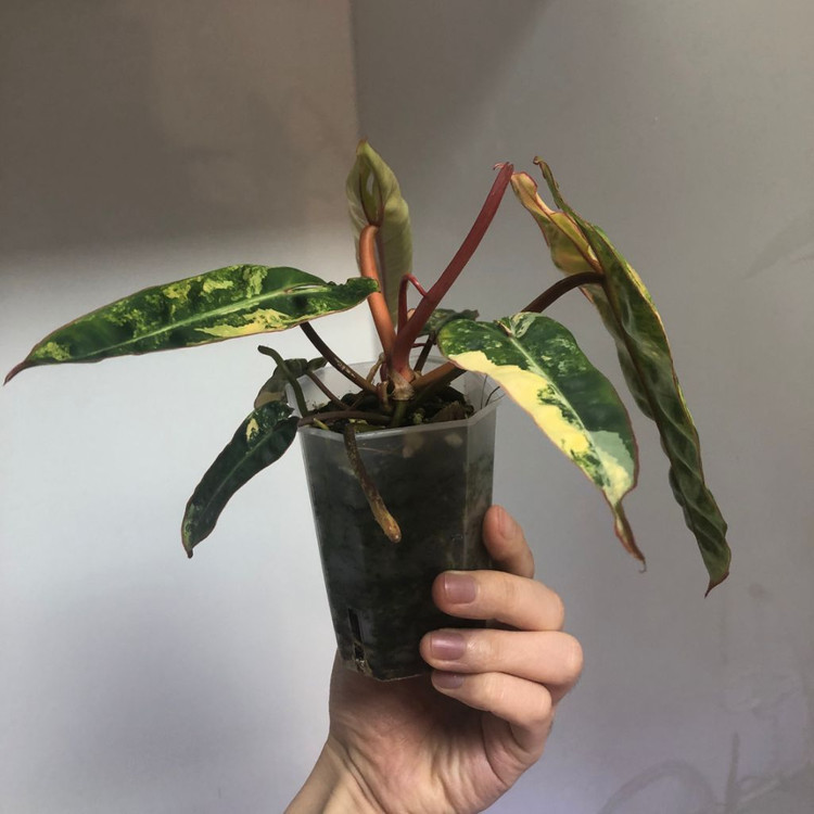 필로덴드론 빌리에티에 바리에가타--2