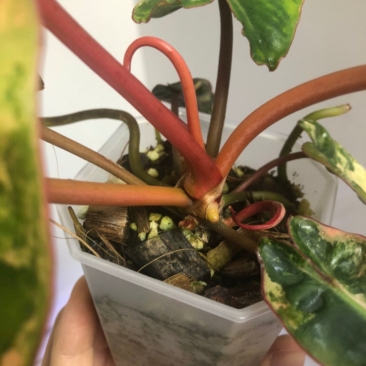 필로덴드론 빌리에티에 바리에가타--4