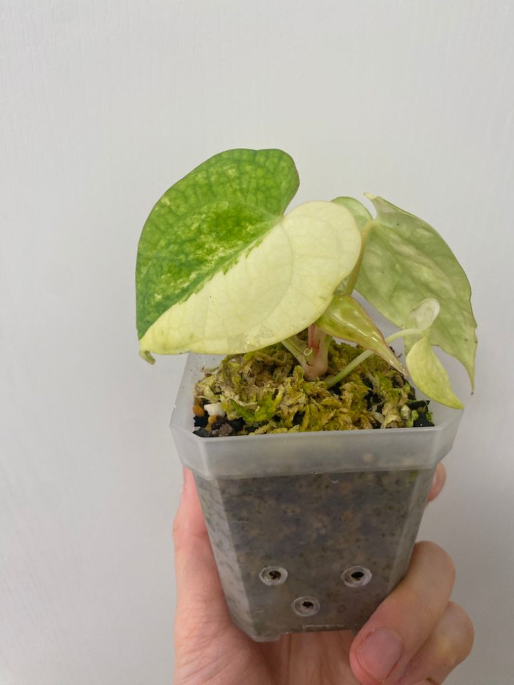 연말특가)안스리움바리에가타--1