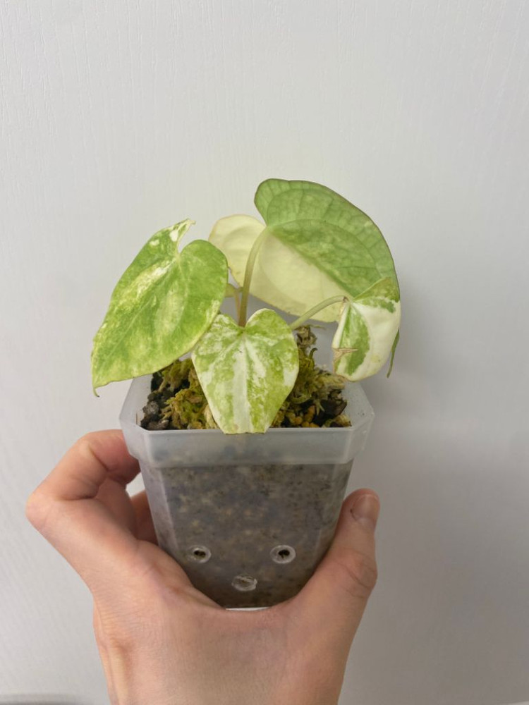 연말특가)안스리움바리에가타--2