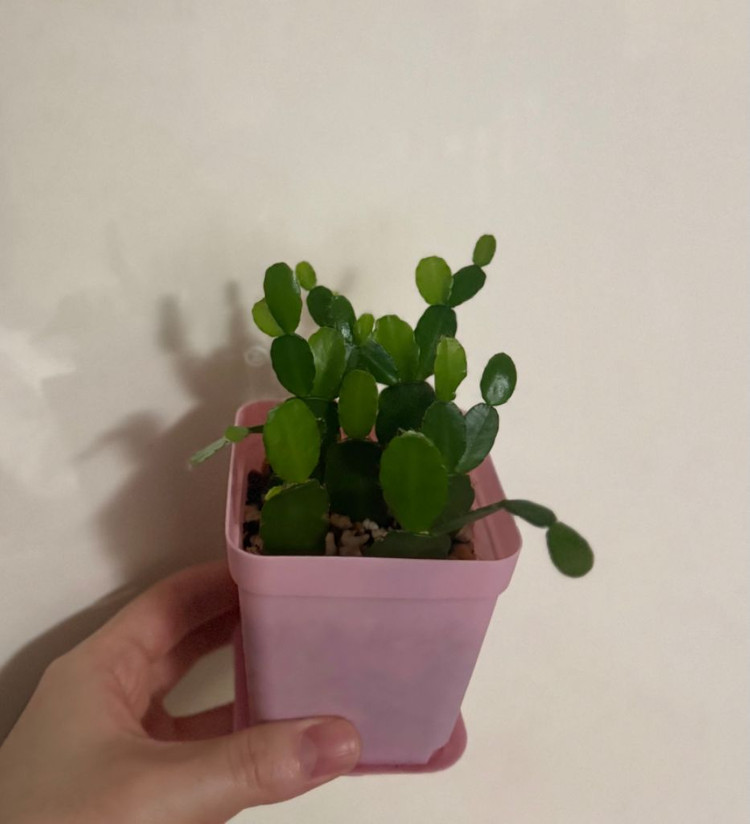 봄 원종 흰게발선인장 (가재발 x)--4