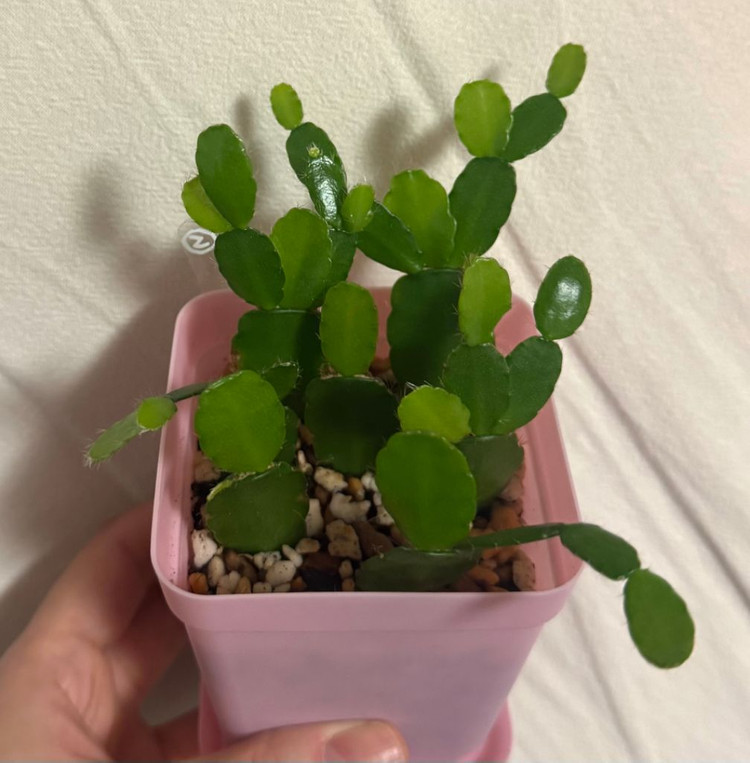 봄 원종 흰게발선인장 (가재발 x)--3