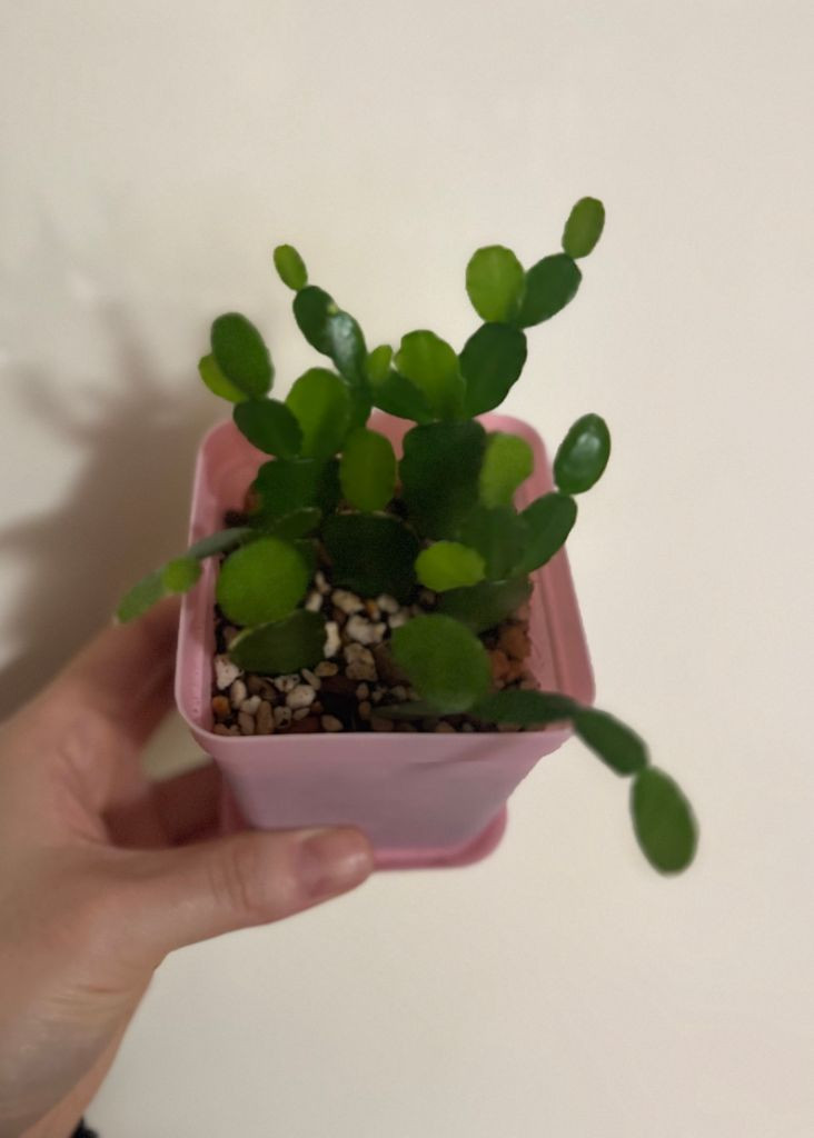 봄 원종 흰게발선인장 (가재발 x)--7