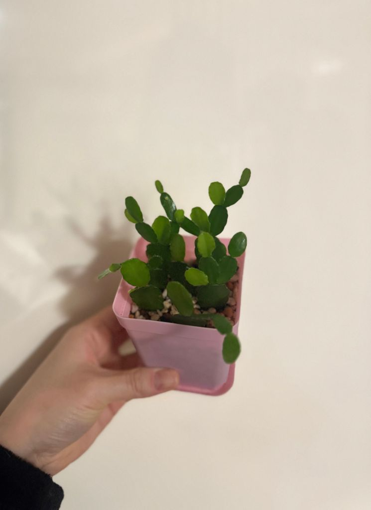 봄 원종 흰게발선인장 (가재발 x)--5