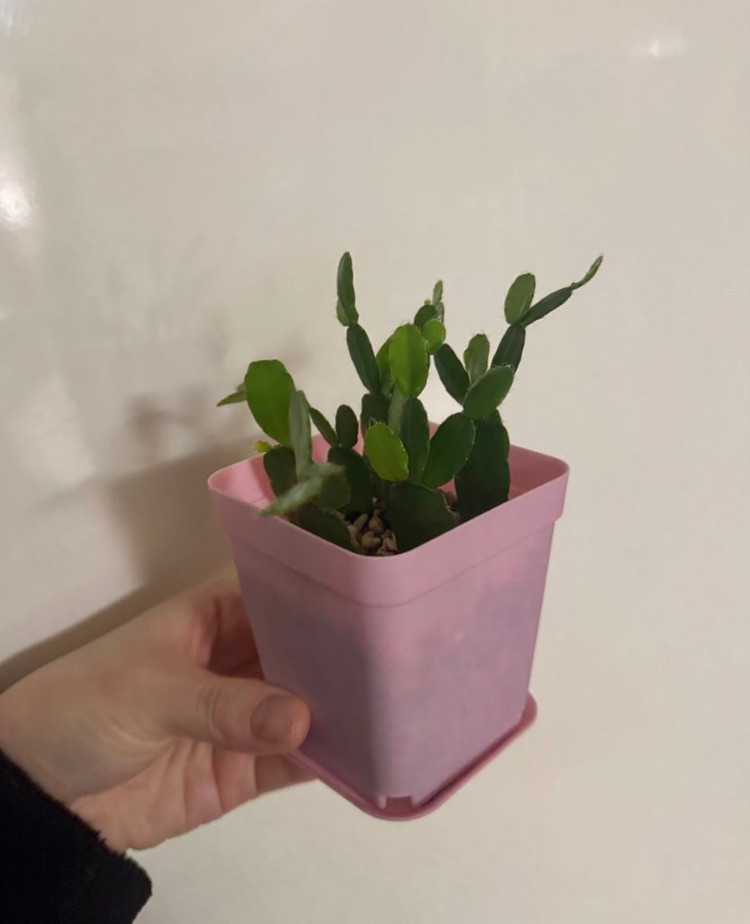 봄 원종 흰게발선인장 (가재발 x)--8