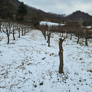 [충북 괴산군] 대추나무 12년생 230주