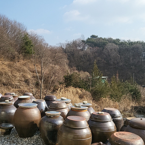 국산호박씨 안깐호박씨 수매합니다.