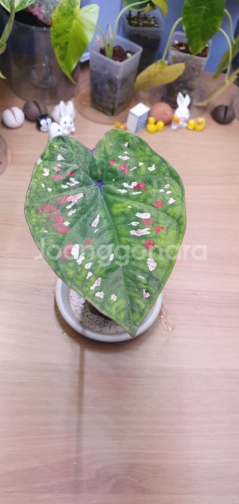 억만장자 바리에가타--0