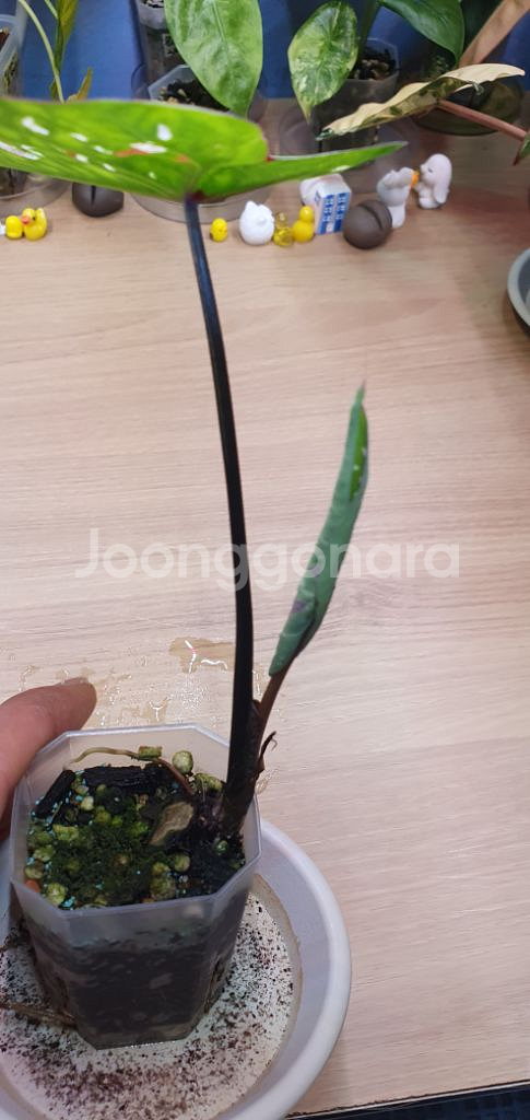 억만장자 바리에가타--1
