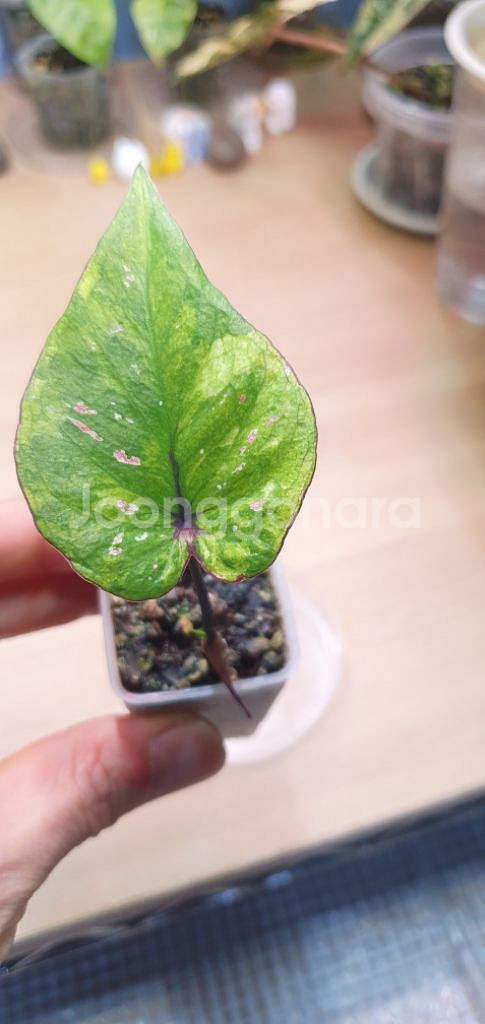 칼라디움 다희 바리에가타--1