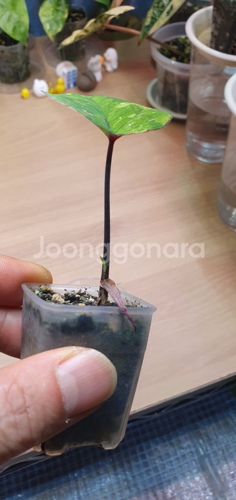 칼라디움 다희 바리에가타--2