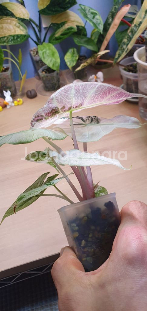 알로카시아 핑크드래곤 알보 바리에가타(핑크백)--2