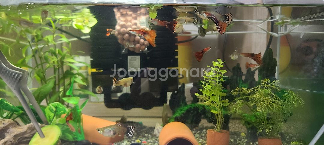 구피 무료나눔--0