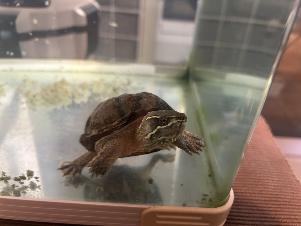 커먼머스크 거북이 (애완용)--3