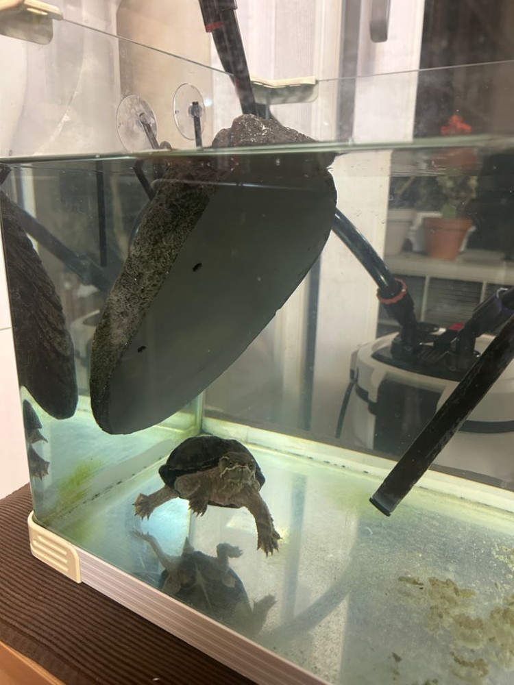 커먼머스크 거북이 (애완용)--1