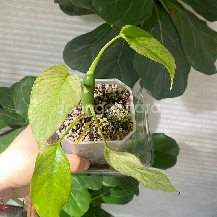 풀민트 히메 몬스테라--4