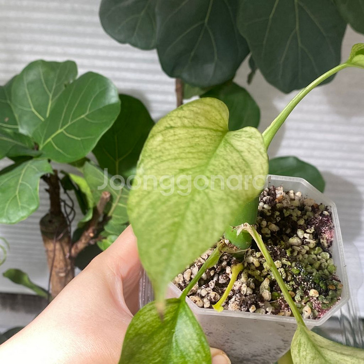 풀민트 히메 몬스테라--2