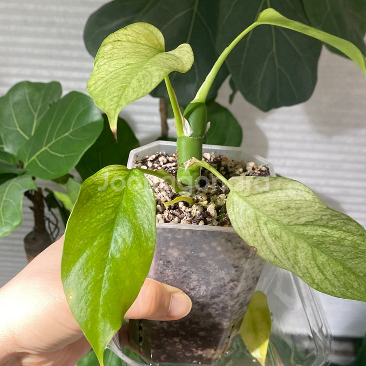 풀민트 히메 몬스테라--3