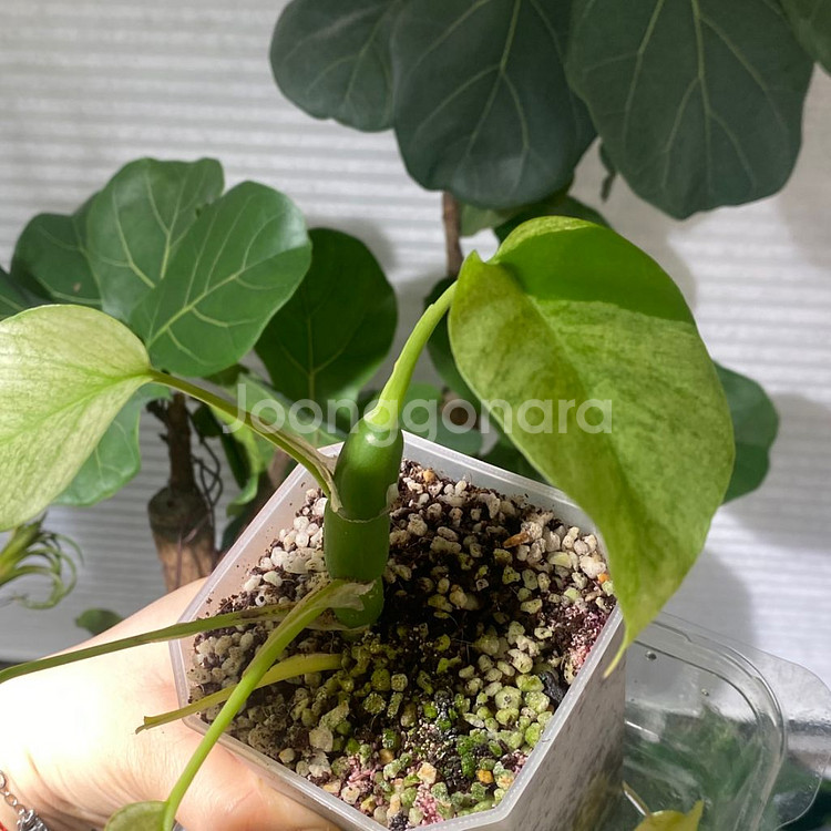 풀민트 히메 몬스테라--1