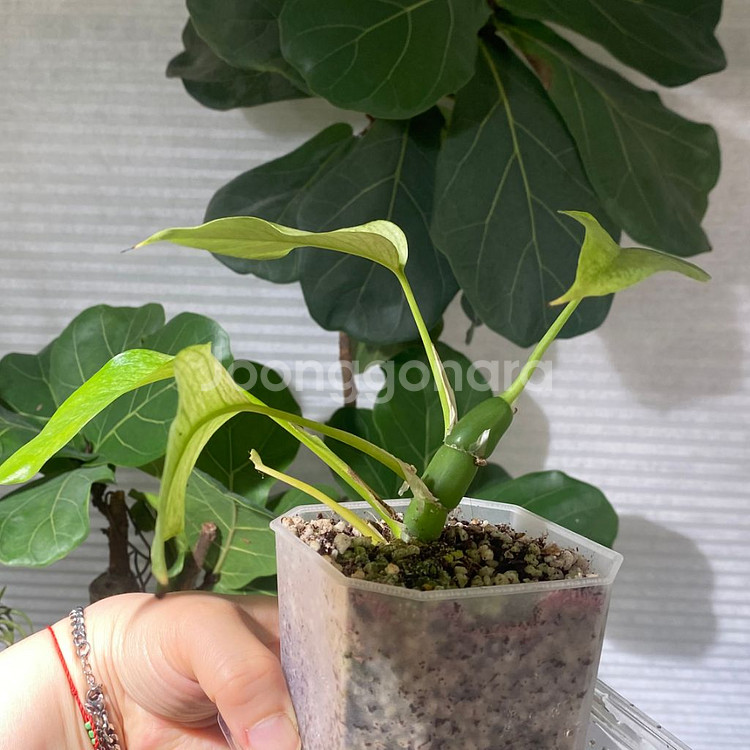 풀민트 히메 몬스테라--7