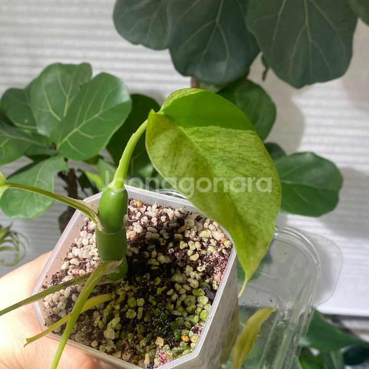 풀민트 히메 몬스테라--6