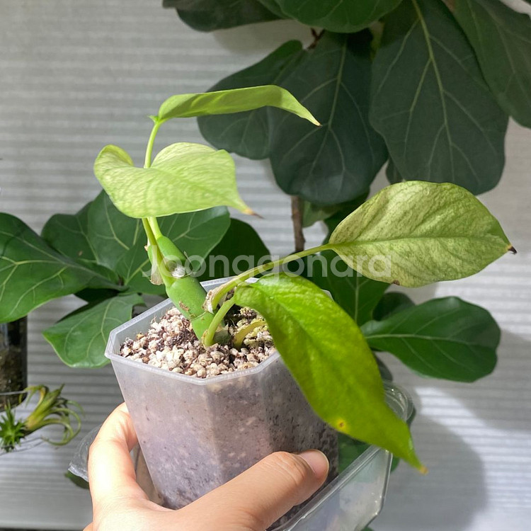 풀민트 히메 몬스테라--8