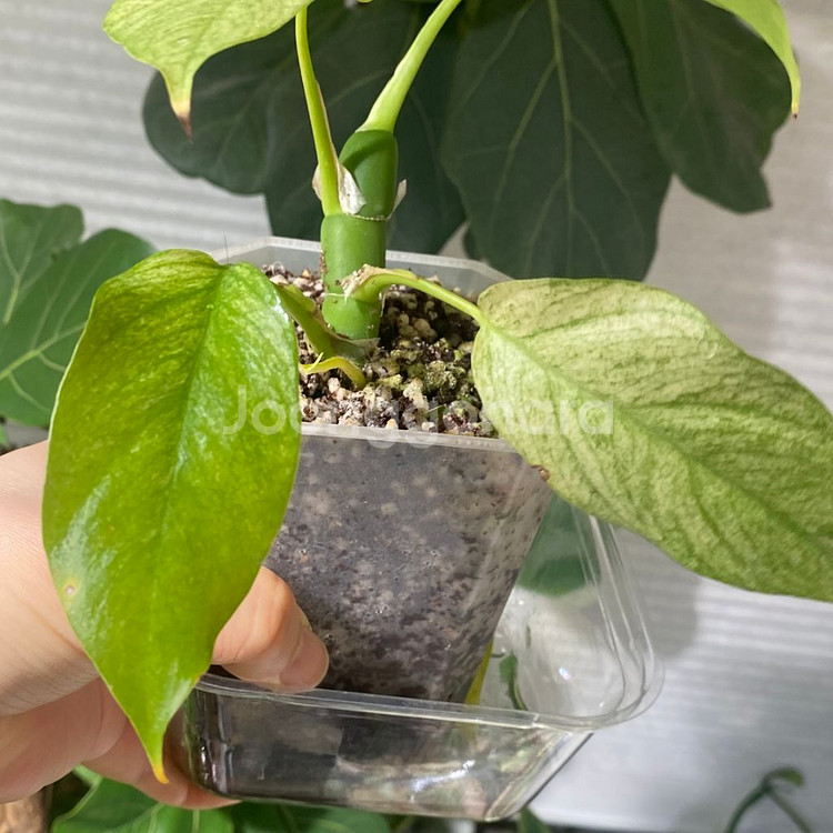 풀민트 히메 몬스테라--5