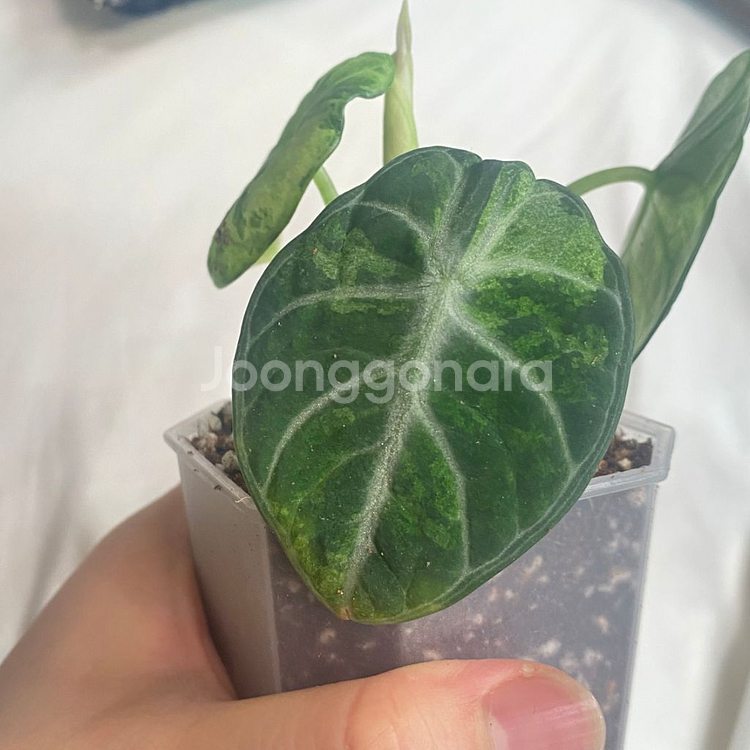 알로카시아 닌자 트리컬러 희귀 식물 나무 플랜테리어 인--6