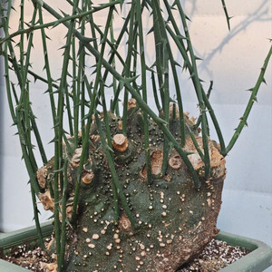 아데니아 글로보사 초대품(아프리카식물/코덱스)