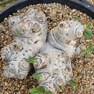 파키포디움 브레비카울 대품 (아프리카식물/코덱스)