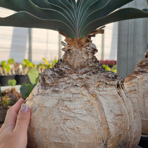 부파네 헤만소이데스 대품(아프리카식물/코덱스)