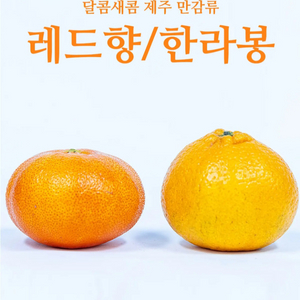 선물하기 좋은 제주 한라봉과 레드향 판매해요