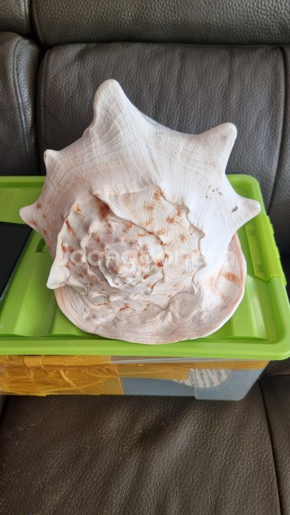 인천 장식용 대왕 소라 어항 수족관 조개 껍질--1