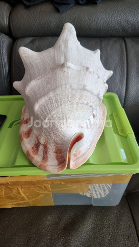 인천 장식용 대왕 소라 어항 수족관 조개 껍질--3