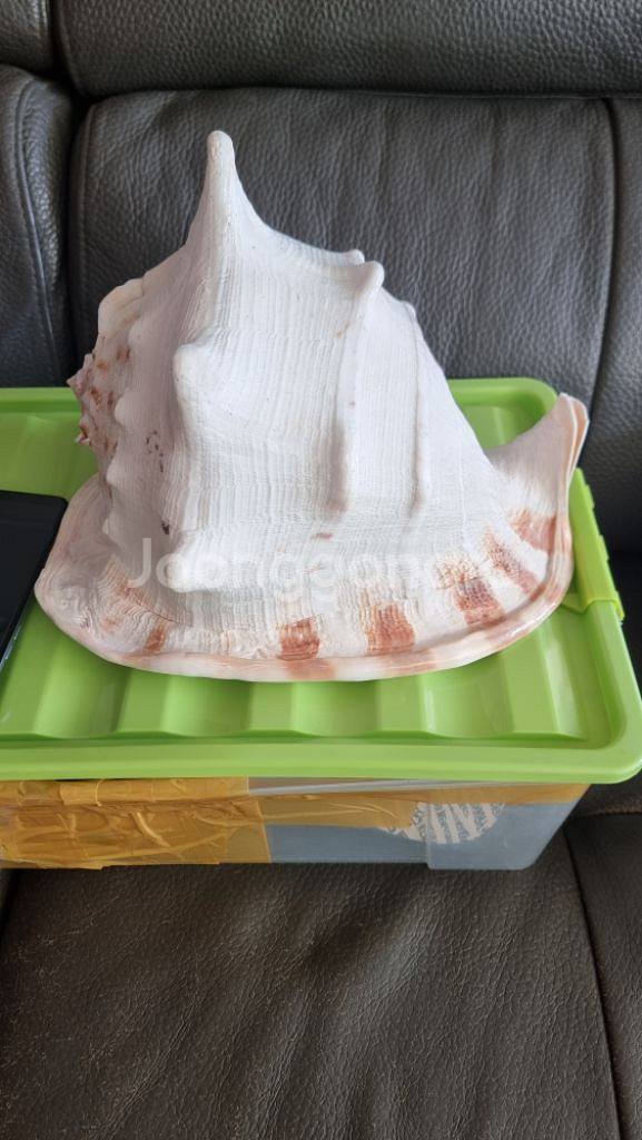 인천 장식용 대왕 소라 어항 수족관 조개 껍질--2